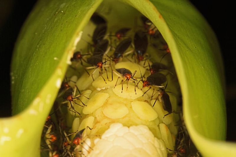 Bestäubende Weichwanzen auf weiblichen Blüten von Syngonium (Bild: Florian Etl)