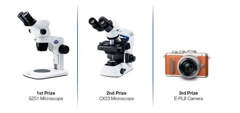 Die drei Preise des Mikroskop-Bild-Wettbewerbs (Olympus)