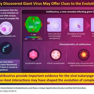 Researchers discover a new virus called the “ushikuvirus” that provide evidence for the viral eukaryogenesis hypothesis and reveal virus–host interactions, shaping the evolution of eukaryotic cells.(Source:  Masaharu Takemura/ Tokyo University of Science)