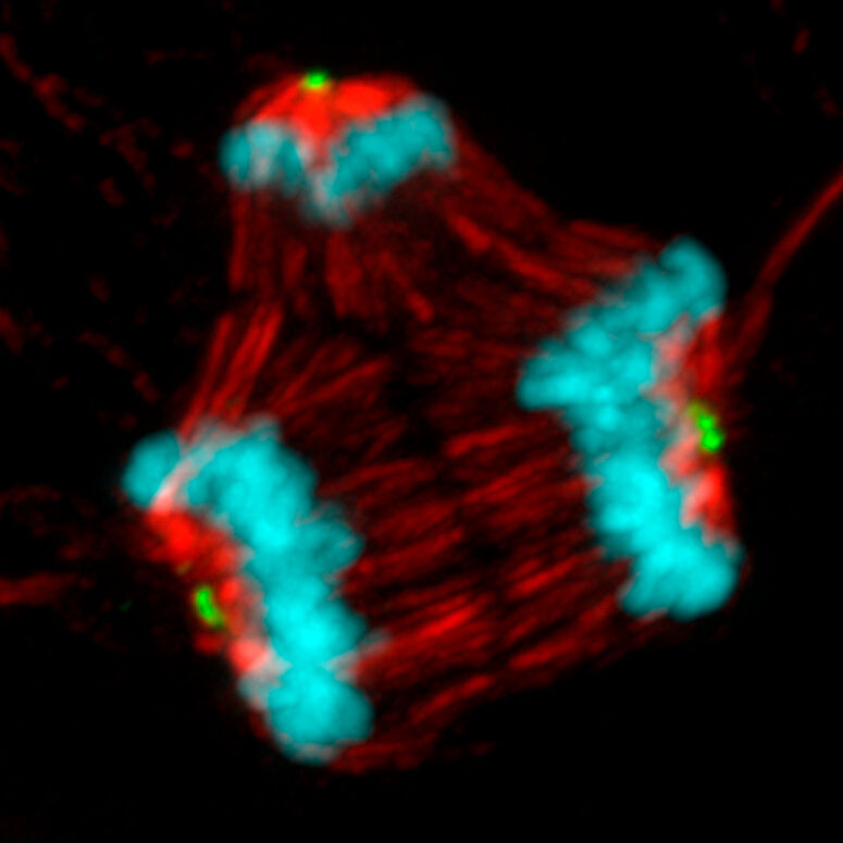 This image shows a cancer cell undergoing abnormal mitosis and dividing into three new cells rather than two following treatment with a microtubule poison.