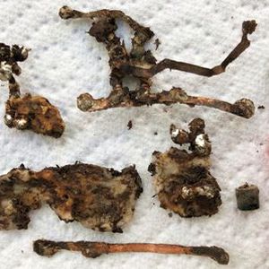 Biowaste: Experimental board after composting.(Source:  Empa)