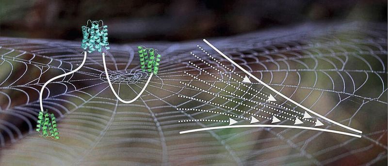 Schematische Abbildung eines Spidroins, bestehend aus einer verknüpften C-terminalen Domäne (cyan), der entfalteten mittleren Domäne (weiße Linie) und den N-terminalen Domänen (grün), neben dem Schema eines sich verjüngenden Spinnkanals.  (Hannes Neuweiler/Universität Würzburg)