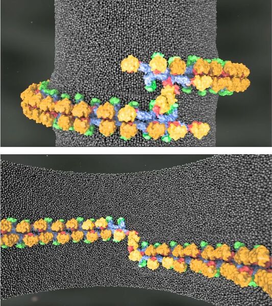 Mitochondrien sind alles andere als starre Gebilde. Sie teilen sich ständig und fusionieren wieder miteinander. Gesteuert wird das u.a. von einem Protein aus der Dynamin-Familie namens Mgm1. Mithilfe der Kristallographie konnte der dreidimensionale Aufbau des Proteins beschreiben werden: der Motor (die GTPase-Domäne, orange), der Hebel (die BSE-Domäne, rot), der Stiel (blau) und das neu entdeckte  Paddel (grün). Damit ließen sich molekulare Modelle entwickeln, wie Mgm1-Stränge Membranen stabilisieren und umbauen können. (AG Daumke, MDC)