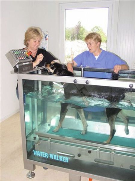 Die Fördertechnik stand Pate bei der Entwicklung des Keiper-Unterwasserlaufbands „Water Walker“ für die Hunde-Physiotherapie. Mit einem bis zu 90% verringerten Eigengewicht können die Hunde nach orthopädischen Eingriffen auf dem Laufband in dem Wasserbecken wieder Muskeln aufbauen. Bild: Keiper (Archiv: Vogel Business Media)