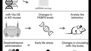 Volk et al. beschreiben eine neue wichtige Rolle für die microRNA-15a bei der Bewältigung von chronischem Stress. Hierbei wurden Gemeinsamkeiten im Umgang mit Stress bei Mensch und Maus aufgedeckt. (© N. Volk / WIS / Cell Reports)