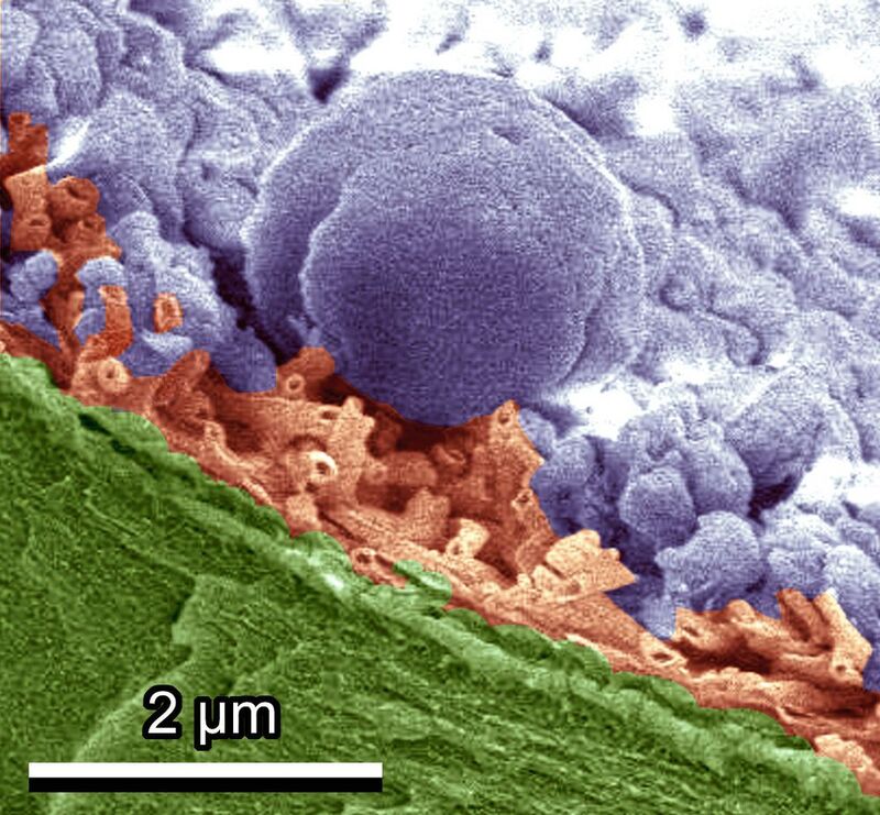 Das eingefärbte Bild aus dem Kryo-Rasterelektronenmikroskop zeigt die Eiskristalle (lila), die sich auf einem Tulpenblatt gebildet haben. Die wachsartige Schicht (braun) auf der Oberfläche schützt das darunterliegende Blatt (grün).