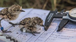 Für die aktuelle Studie klipsten die Wissenschaftler farbige Ringe an die Beine von mehr als 1000 Regenpfeifern.  (Universität Bielefeld/ L. Eberhart-Phillips)