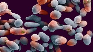 EM-Bild von Hefezellen, die in Teilung begriffen sind: Vergebliche Paarungsversuche werden im Gedächtnis abgespeichert. (Bild: Bild: keystone/Science Photo Library)