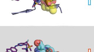 Oben: Lange Bindungsdauer. Ein Inhibitor (links: Stäbchenmodell) bindet an das Signalprotein FAK (rechts: ein Teil des FAK-Proteins dargestellt als Kalottenmodell mit Halbkugeln). Die strukturellen Veränderungen in FAK verursachen wasserabweisende Kontakte (gelb, so genanntes DFG-Motiv) und eine lang anhaltende Bindung. Unten: Kurze Bindungsdauer. Das PYK2-Signalprotein ändert seine Struktur nicht, was zu einer schnellen Dissoziation des Inhibitors führt. (Knapp Laboratory, Goethe-Universität Frankfurt)