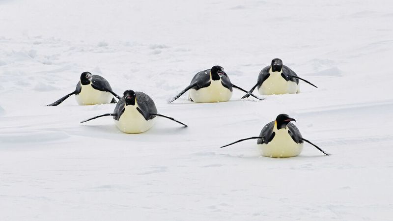 Kaiserpinguine rutschen über eine Eisscholle.  (Bild: Alfred-Wegener-Institut/Tim Kalvelage)