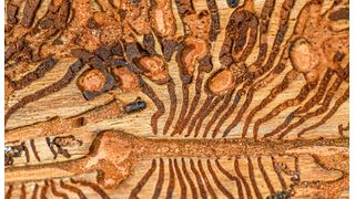 Tödliches Muster: Der Befall durch den Borkenkäfer bedeutet für den betroffenen Baum in der Regel das Ende. (Bild: Petr - stock.adobe.com)