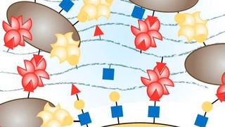 Das Schema illustriert die Quervernetzung der Zuckerstrukturen auf den Oberflächen des Wirts, der Bakterien sowie der Exopolysaccharide im Biofilm = "Zement/Klebstoff" des Biofilms (Ausschnitt) (Bild: @ A.Titz, HIPS Saarbrücken)