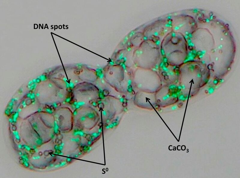 Achromatium oxaliferum containing large calcite bodies, small sulfur droplets and green-fluorescing DNA spots. (Heribert Cypionka)