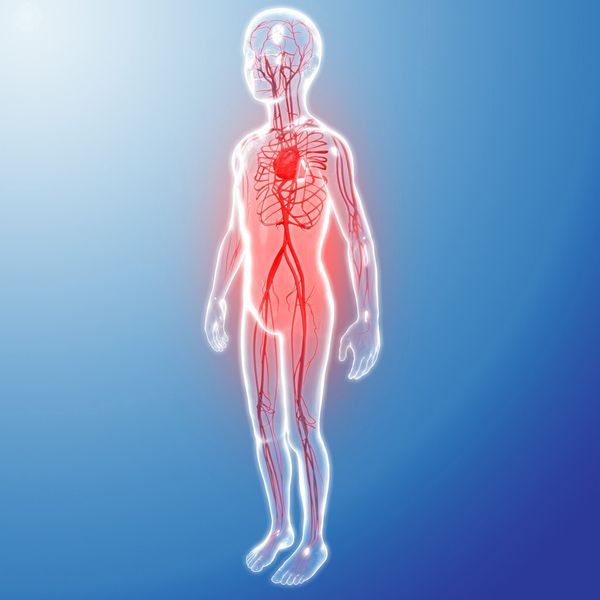 Graphische Darstellung des Blutgefäßsystems bei einem Kind. (Bild: Bayer Healthcare)