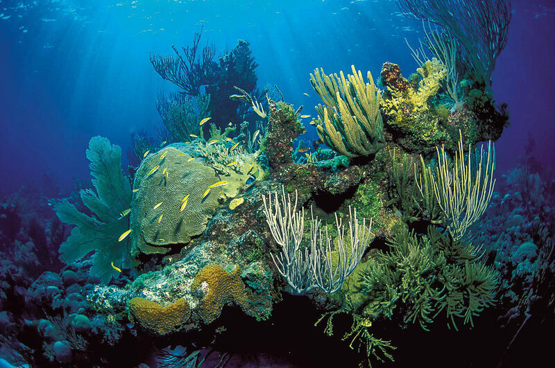 Ein tropisches Korallenriff. (Bild: A. Venn)