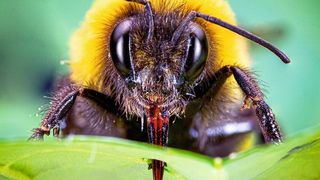 Von wegen gemütlicher Brummer: Finden Erdhummeln zu wenig Pollen, stechen sie Blätter von nicht-​blühenden Pflanzen an, um sie rascher zur Blütenproduktion zu treiben. (Hannier Pulido / ETH Zürich)