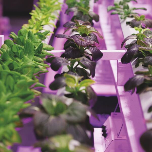 Pflanzenwachstum: Durch den Einsatz von speziellen LEDs, deren Wellenlängen genau auf das Wachstum von Pflanzen abgestimmt ist, lässt sich das Wachstum fördern. (Bild: Osram Opto Semiconductoors)