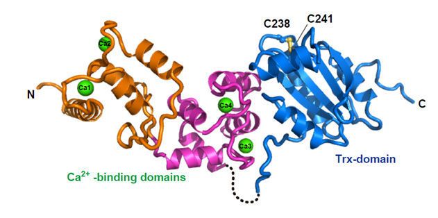 Grafische Darstellung des neu entdeckten Proteins „Calredoxin“ (WWU / AG Hippler)