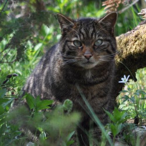 A wildcat which is part of the Saving Wildcats conservation breeding for release programme which conducted the first release of wildcats to the Cairngorms National Park, Scotland in 2023. A wildcat which is part of the Saving Wildcats conservation breeding for release programme which conducted the first release of wildcats to the Cairngorms National Park, Scotland in 2023.
