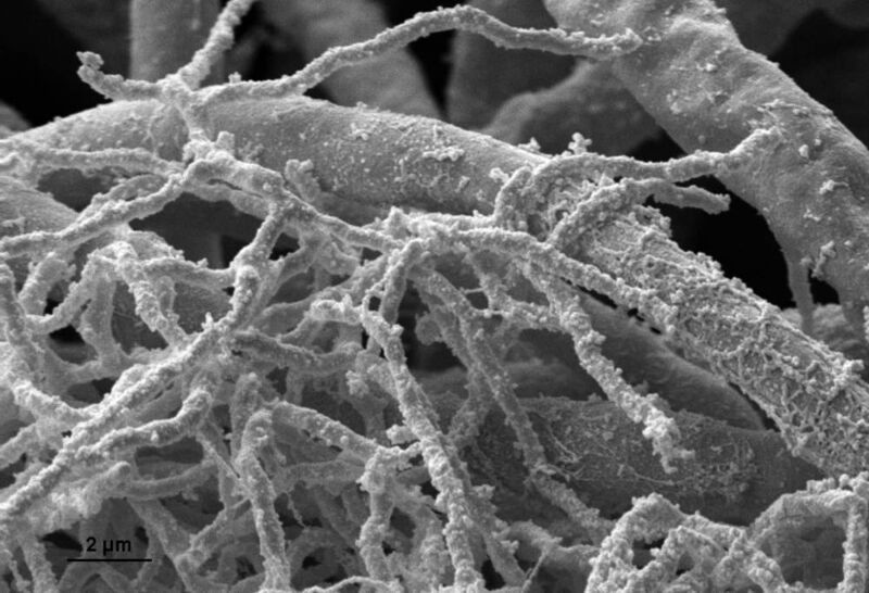 Einzelne Zellen von Streptomyces hygroscopicus schmiegen sich sehr eng an die Hyphen des Schimmelpilzes Aspergillus nidulans.  (Bild: HKI/FSU)