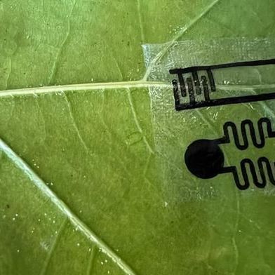 “The leaf sensor is more of an early warning system showing how the plant is responding in the moment, before visible signs appear,” said Nafize Hossain.  (Source: Nafize Hossain)