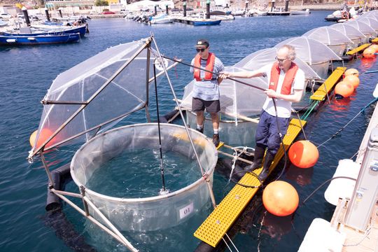 Mit der so genannten Spinne bringen Kai Schulz and Charly Moras eine flüssige Alkalinitätsquelle in die Mesokosmen ein.(Bild:  Micha Sswat, GEOMAR)
