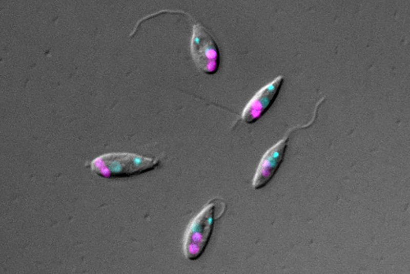 Teamwork im Mikrokosmos  Unsere Zellen haben eine gespaltene Vergangenheit. Denn im Laufe ihrer Evolution haben sie sich aus der Umwelt mit Bakterien vereint, deren Überbleibsel noch heute als Mitochondrien in den Zellen vorhanden sind und für die Energiezufuhr in den Zellen zuständig sind. Dies geschah vor etwa 1,5 bis 2 Milliarden Jahren und wird heute als Endosymbionten-These bezeichnet. Wie dieser Prozess im Detail abgelaufen sein könnte, haben nun Forscher der Heinrich-Heine-Universität Düsseldorf (HHU) untersucht. Sie studierten den einzelligen Flagellaten Angomonas deanei, der erst vor vergleichsweise kurzer Zeit (zwischen 40 und 120 Millionen Jahren) ein Bakterium als Endosymbiont in sich aufgenommen hat. Dieses versorgt den Wirt mit Vitaminen und bestimmten Stoffwechselprodukten. Der bakterielle Symbiont ist im Bild oben in magenta markiert, die Zellkerne sind cyan gefärbt.  Hier gehts zur Originalmeldung Wissenschaftsbild des Tages vom 13.12.2022  (HHU / Anay Maurya)