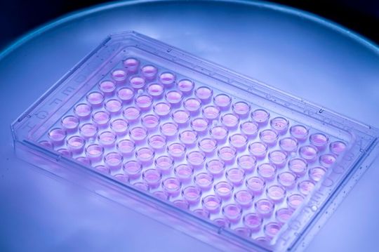 Eisfreie Kryokonservierung (Vitrifikation) adhärenter Zellsysteme im „R2U-Tox-Assay“-Multiwellformat.(Bild:  Fraunhofer IBMT, Bernd Müller)