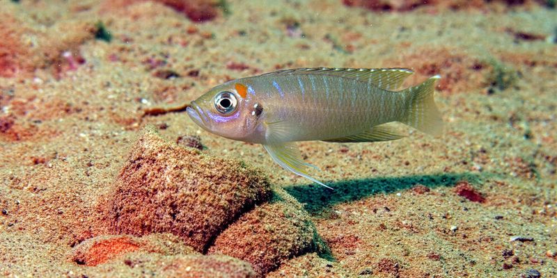 Neolamprologus brevis, ein Buntbarsch aus dem Tanganjikasee, ernährt sich unter anderem von kleinen Krebstierchen und Insektenlarven. Neue Untersuchungen zeigen, dass sich auch der Darm von Buntbarschen evolutiv an ihre Ernährung angepasst hat. (Bild:  Adrian Indermaur, Universität Basel)