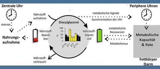 Bei der Taufliege Drosophila steuert eine zentrale innere Uhr im Gehirn wichtige Parameter wie die tägliche Aktivität oder die Nahrungsaufnahme. Über weitere Regelkreise werden periphere innere Uhren synchronisiert, die ihrerseits für bestimmte Stoffwechselvorgänge Taktgeber sind. Geraten die Uhren außer Takt, kann dies Krankheiten auslösen.(Bild:  Agnes Fekete)