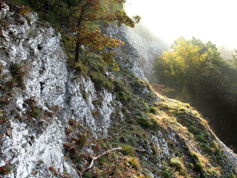 Gipswand bei Bad Sachsa, unter deren Oberfläche die Blaugrüne Felskugel (Chroococcidiopsis) lebt. (Burkhard Büdel, TU Kaiserslautern)