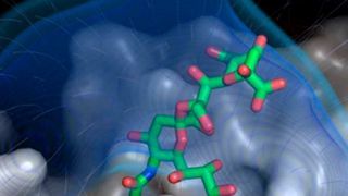 Modell des Knopfes des kurzen Faserproteins des Adenovirus 52 (weiß) mit der Anheftung an Polysialinsäure (grün-rot); die feinen Striche deuten die elektrischen Feldlinien an. (Manuel Liaci)