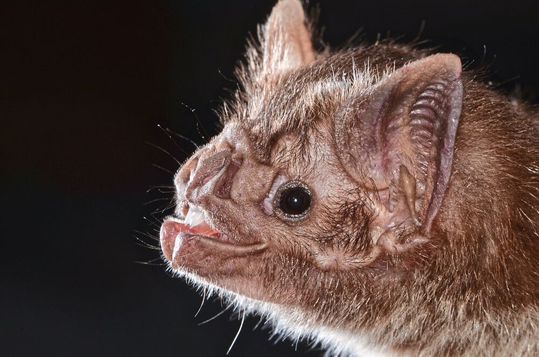 Der Gemeine Vampir (Desmodus rotundus)(Bild:  Desmodus Rotundus /Marco Mello / CC BY 4.0)