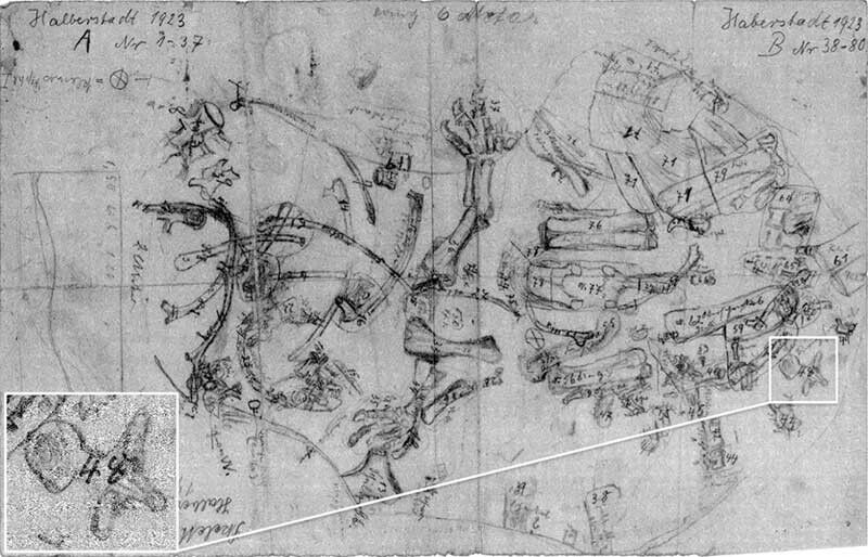 Der ursprüngliche Übersichtsplan des Ausgrabungsortes bei Halberstadt. In der Vergrößerung ist eine Skizze eines Dinosaurierwirbels zu sehen – ganz ähnlich dem, der in Berlin nun rekonstruiert wurde. (Bild: Radiology/Radiological Society of North America)