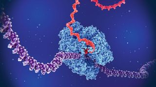 Visualisierung der Transkription von DNA (lila) zu RNA (rot) durch eine RNA-Polymerase. Forscher aus Italien haben eine ähnliche molekulare Maschinerie für einen Antikörper-Test entwickelt. (Bild: Juan Gärtner - stock.adobe.com)