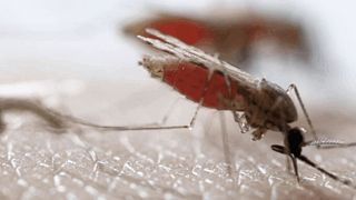 Ein Moskito bei seiner Blutmahlzeit. Mit seinem Speichel gelangen Malaria-Erreger in die Haut des Wirts. (Bild: Antonio Lenzen, Universitätsklinikum Heidelberg)