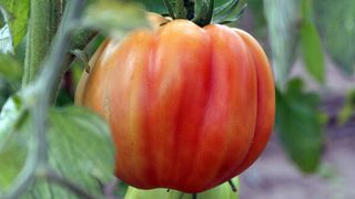 Auch nach der Ernte verändern sich Tomatenfrüchte hinsichtlich Farbe, Aroma und Nährstoffgehalt, man bezeichnet sie deshalb als nachreifende Früchte. Dieser Prozess wird vom Pflanzenhormon Ethylen angestoßen, das jedoch auf Paprika keinen Einfluss zu haben scheint. (Bild: Claudia Steinert/MPI f. molekulare Pflanzenphysiologie)