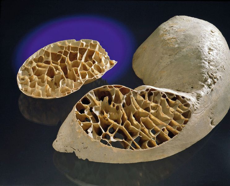 Natürliche Sandwich-Leichtbaukonstruktion am Beispiel einer Elefanten-Schädeldecke. (Bild: K. Luginsland/Technoseum Mannheim)