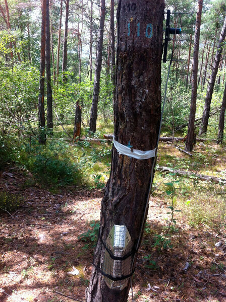 The cover attached to a pine trunk conceals a sap flow sensor comprising two thin metal needles. This is used to determine the amount of water flowing through a tree trunk.  (Roman Zweifel)