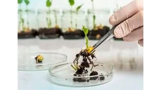 Die EU will die geltenden Regeln für gentechnisch veränderte Lebensmittel aufweichen, heißt es. Hier einige Informationen dazu ... (Bild: Genotopia)