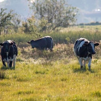 Up to 60 percent of the respondents named agriculture as a risk factor for biodiversity in protected areas.  (Source: Pixabay)