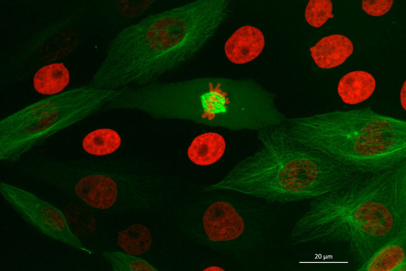 LLC-PK1 Zellen, Fluoreszenzmikroskopie mit Zeiss Axiocam 702 mono. (Zeiss)