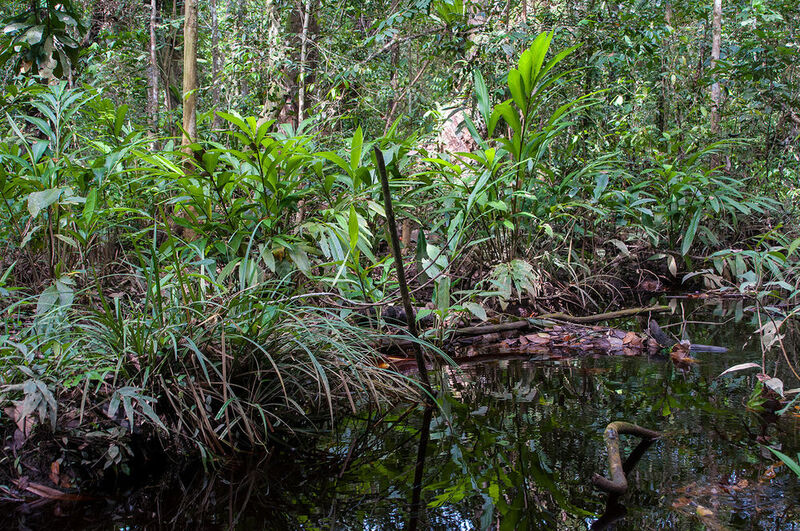 Ein Torfsumpfwald Habitat in Sarawak, Borneo, wo Paedocypris micromegethes vorkommt. (Lukas Rüber)