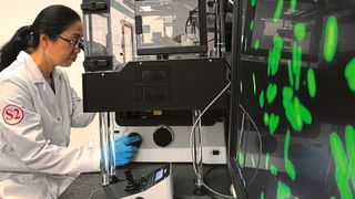 Mithilfe von Zellkulturen oder Mikroorganismen lassen sich bereits viele Tierversuche vermeiden. Noch besser gelingt dies, wenn die Technologien in geeignete Datenmodelle integriert werden.  (Empa)