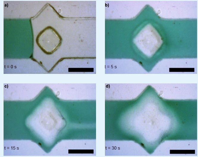 Abb.2: Chemomechanische Schließkomponente auf Basis von Hydrogelen. Dieses Bauelement schließt durch Quellen des aktiven Polymers einen Ventilsitz in exakt 30 s (Maßstab 500 µm). (Bild: Technische Universität Dresden)