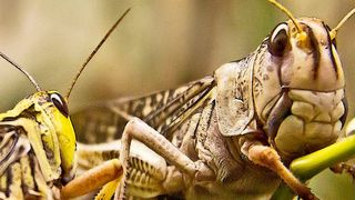 Knusprig gebratene Heuschrecken, die kürzlich in einem Sushi-Restaurant in London serviert wurden, haben die Diskussion über Insekten als ein Bestandteil von Nahrungsmitteln neu entfacht. (Bild: gemeinfrei)