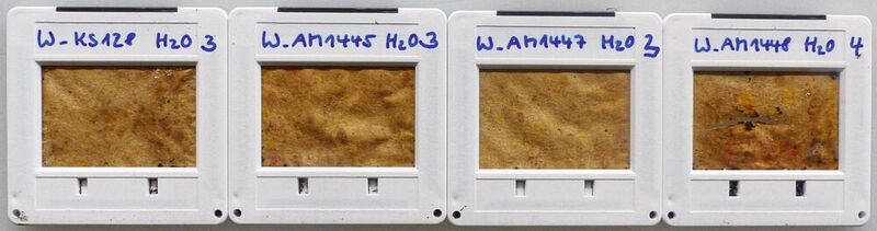 Abb. 4: Beschichtetes Papier (vier  unterschiedliche Schichten appliziert) nach vier Wochen – die drei linken Proben haben sich kaum verändert, bei der Probe ganz rechts sind bereits erste Abbauschäden zu sehen.  (© Fraunhofer ISC)