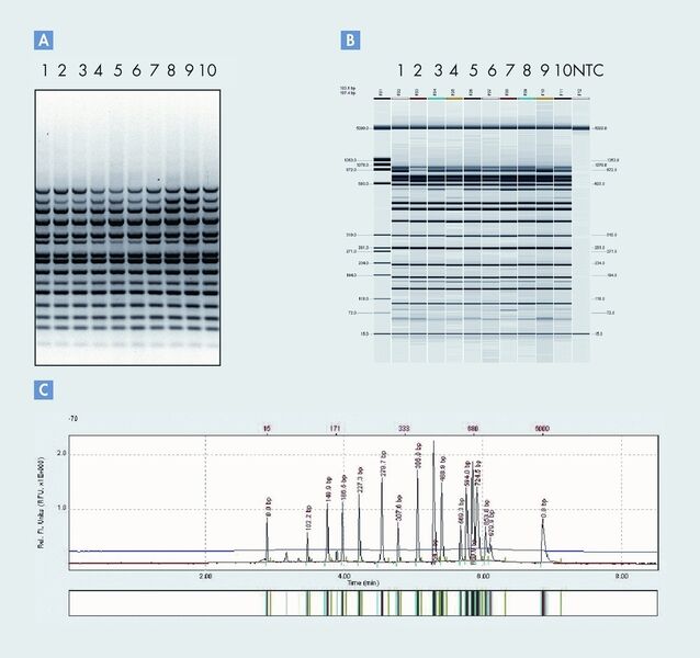 Abb. 4: Analyse von Multiplex-PCR-Proben menschlicher gDNA mittels konventioneller Gelelektrophorese (A) beziehungsweise QIAxcel (B: Gelbild-Ansicht und C: Elektropherogramm). (Archiv: Vogel Business Media)
