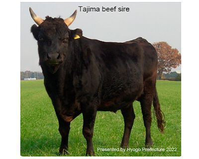 A Japanese Black Tajima beef sire produced in Hyogo Prefecture (world-renowned Kobe beef is produced from Tajima beef cattle). A Japanese Black Tajima beef sire produced in Hyogo Prefecture (world-renowned Kobe beef is produced from Tajima beef cattle).