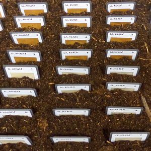 Abb. 2: Kompost-Testanordnung(Bild:  © Fraunhofer ISC)